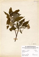 藏品(狹瓣八仙花)的圖片